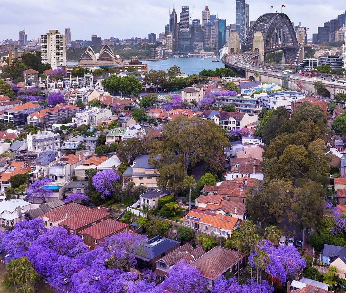 The North Shore's Insta-Famous Jacaranda Street Is Nearly In Bloom